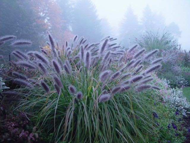 Pennisetum alopecuriodes &lsquo;Moudry&rsquo; (Black Fountain Grass). Seedheads