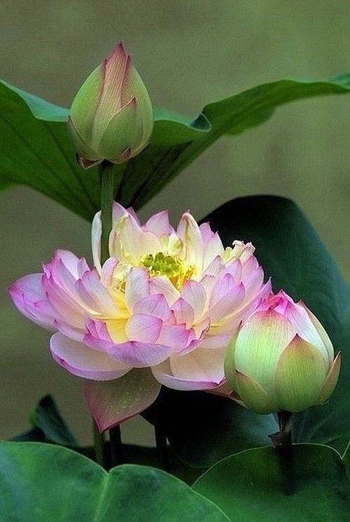 Do Lotus Flowers Grow In Mud