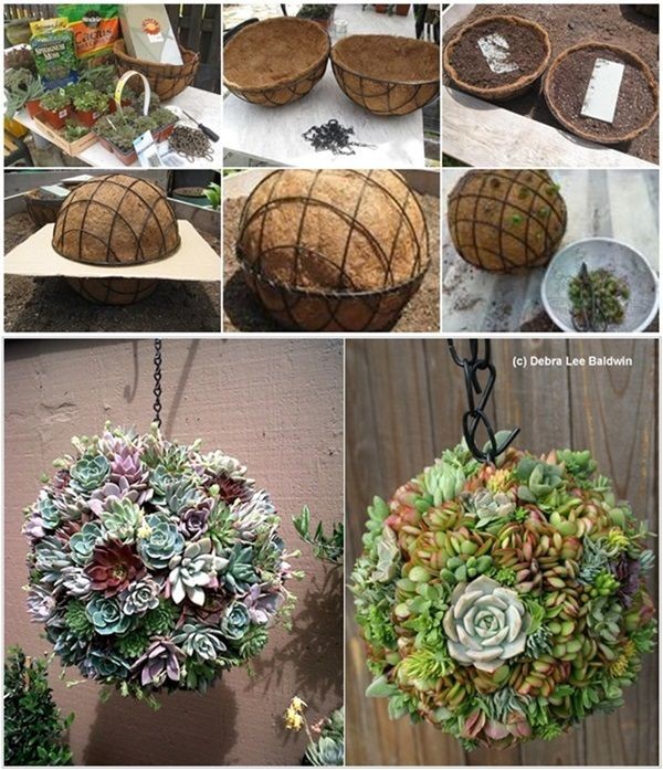 Шар из суккулентов Шар из суккулентов