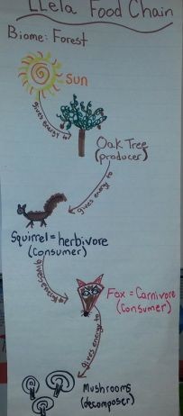 5th Grade Science Anchor Chart --Food chain with illustrations...kind
